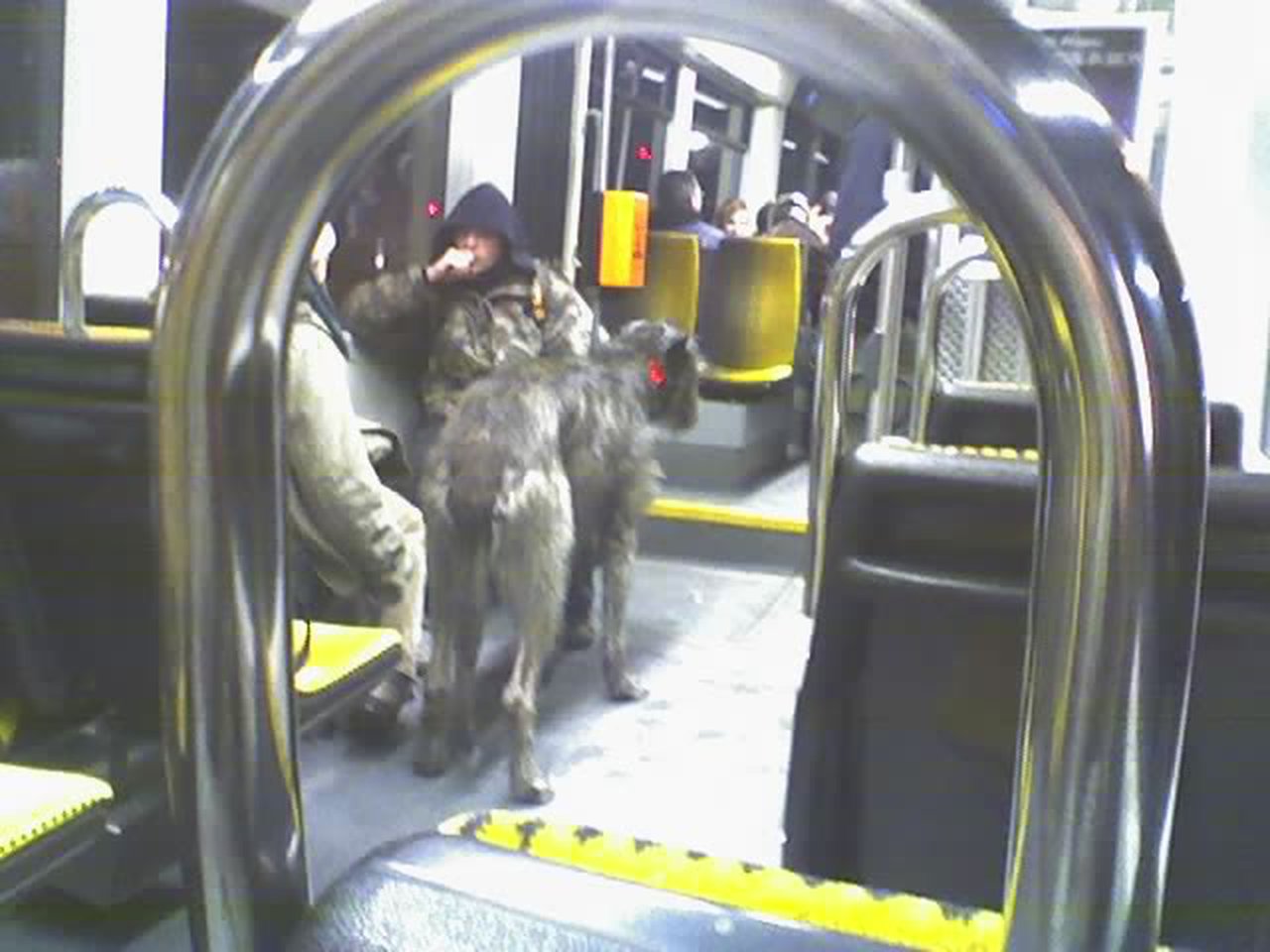 One downside is that I miss the weird things you see on the tram, like this dog the size of a horse.