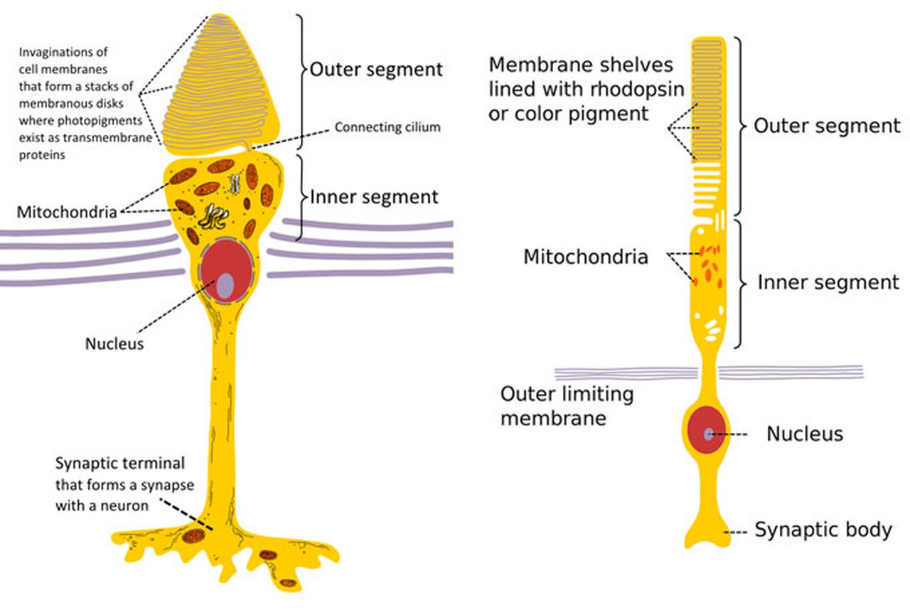 Esquema de un cono (izquierda) y un bastón (derecha)
