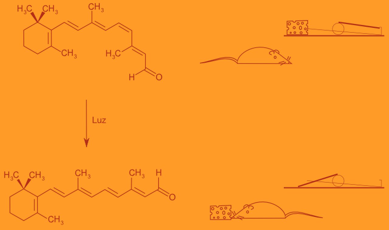 The retinal before and after being hit by light. The retinal is a molecule that behaves exactly like a mousetrap; as soon as light touches it, it snaps.