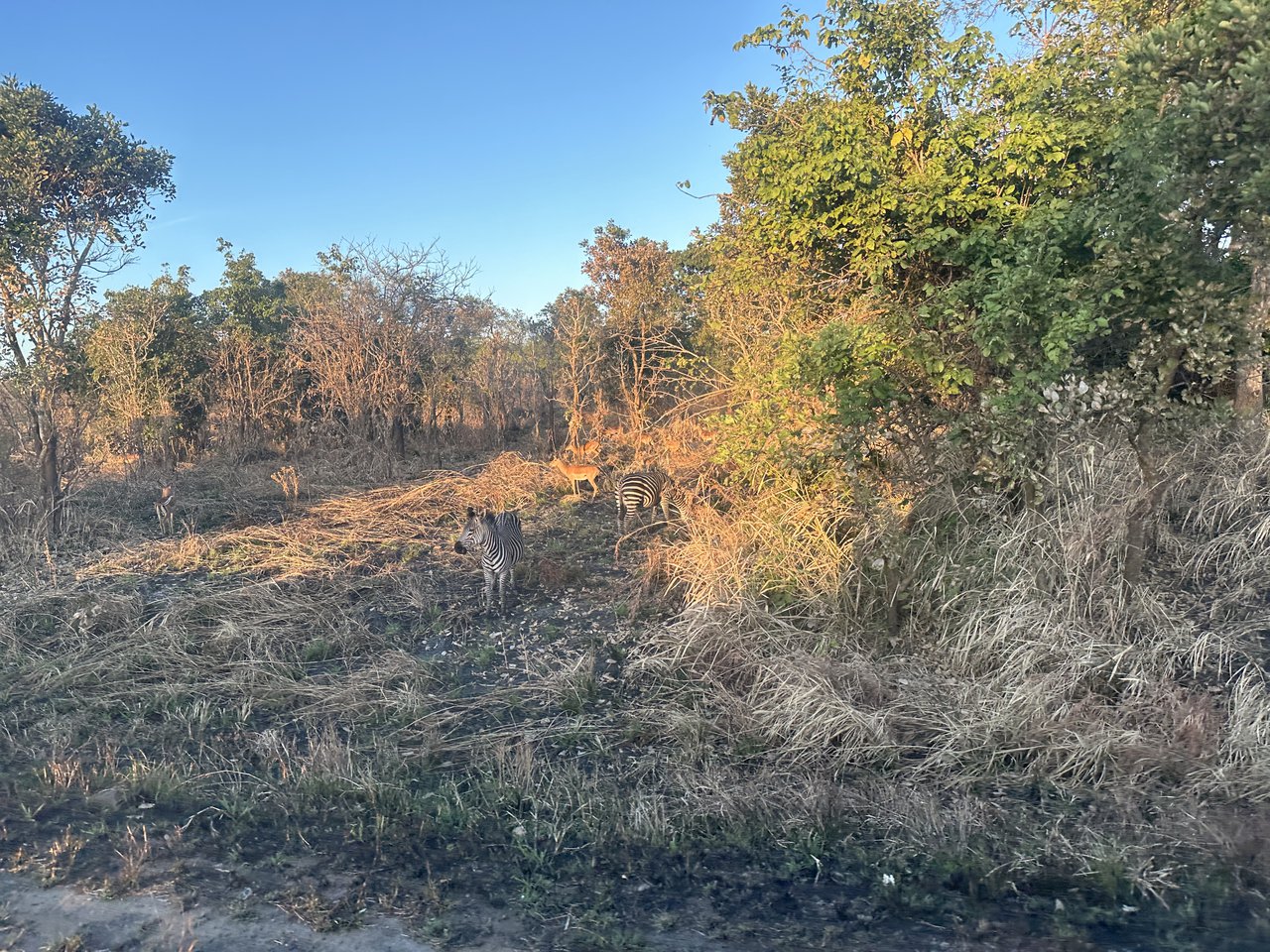 Cebras y antílopes a los lados de la carretera