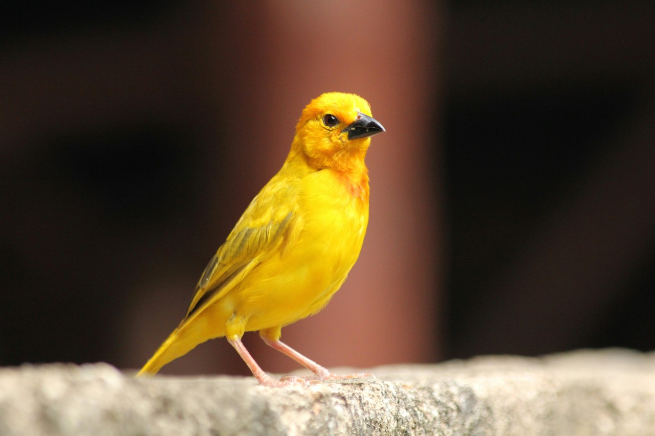 A canary about to tweet.